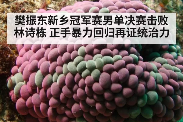 樊振东新乡冠军赛男单决赛击败林诗栋 正手暴力回归再证统治力